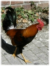 key west rooster